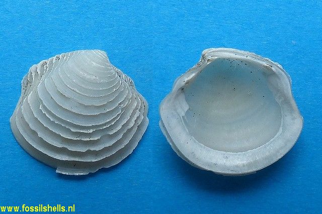 Lucina orbicularis