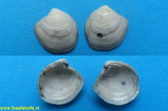 Megaxinus ellipticus