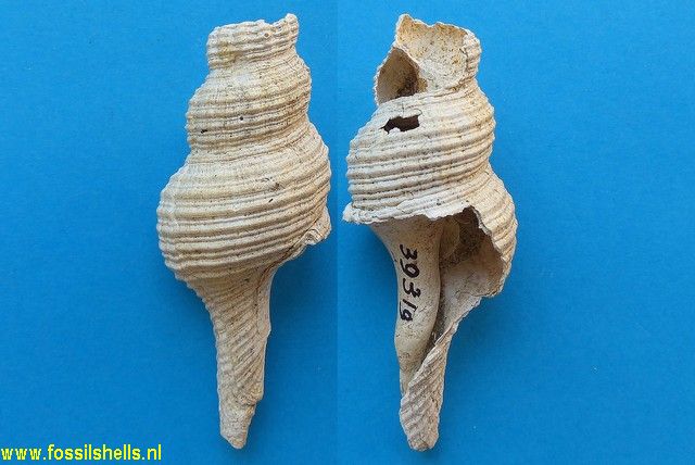 Fusinus clavatus