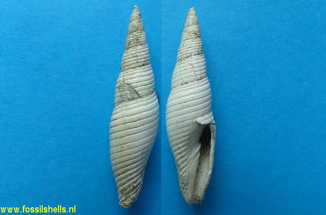 Mitra planicosta