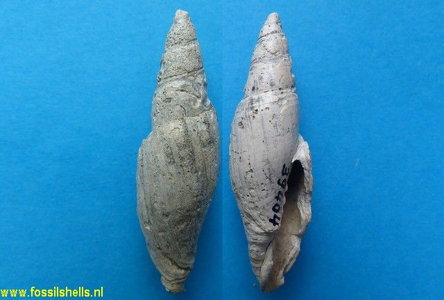 Mitra fusiformis
