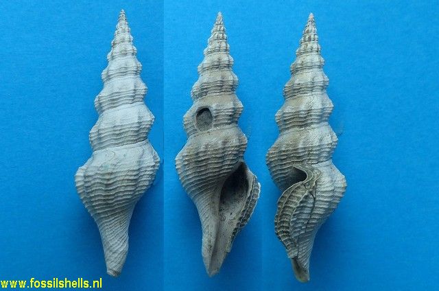 Stenodrillia bellardii