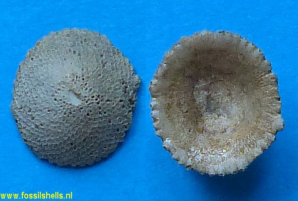 Discoporella umbellata