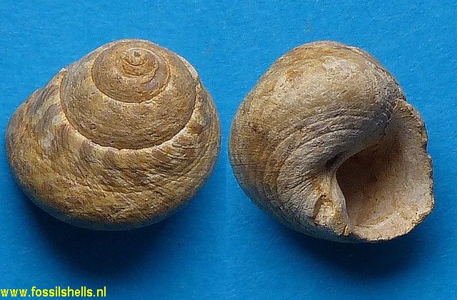 Gibbula brochii