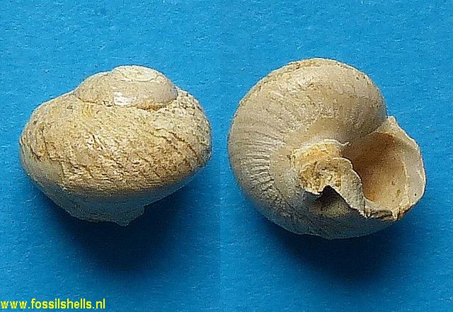 Gibbula divergens