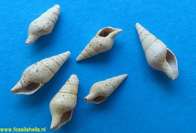 Mitrella scripta