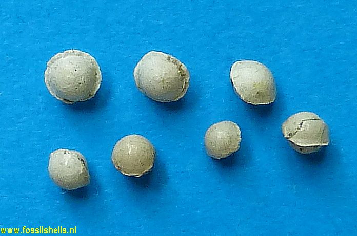 Unidentified Foraminifera