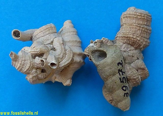 Petaloconchus glomeratus on Turritella and Aporrhais