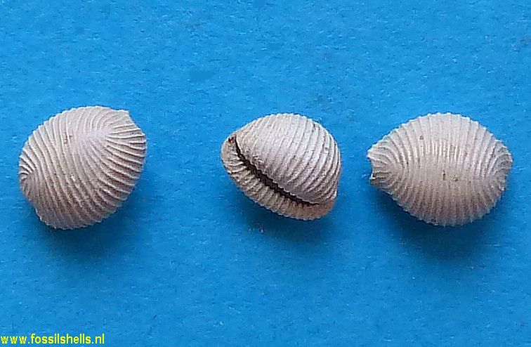 Trivia dimidiata