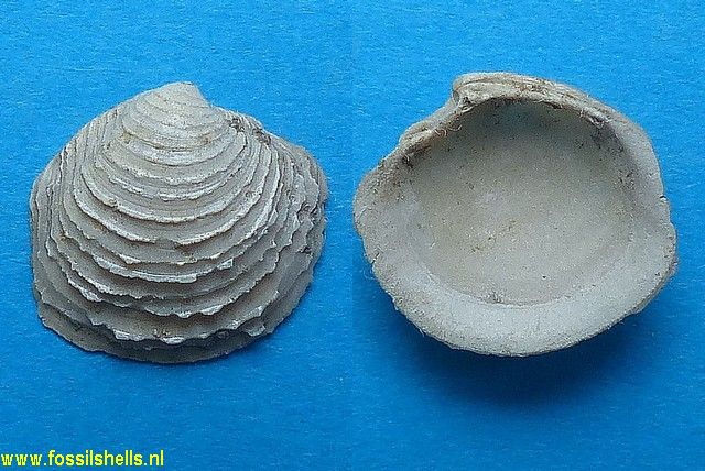 Lucina orbicularis