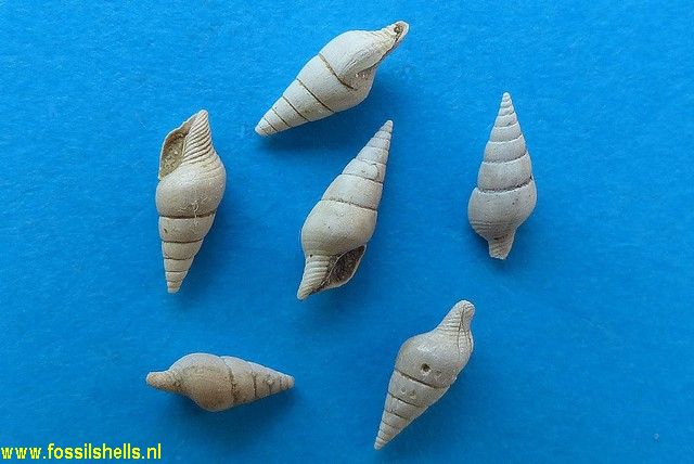 Mitrella species