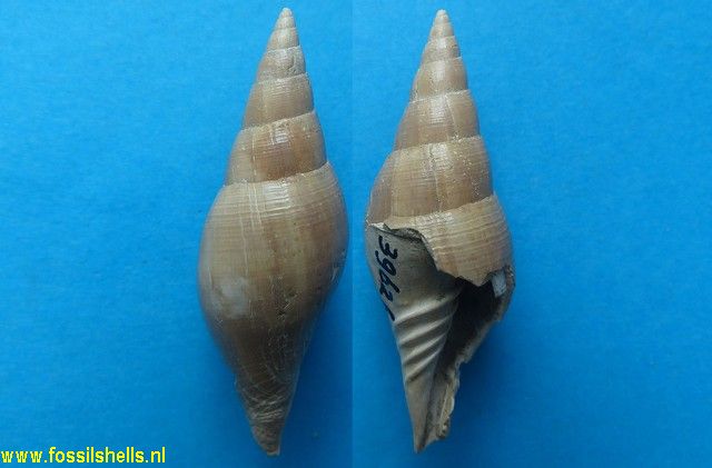 Mitra fusiformis