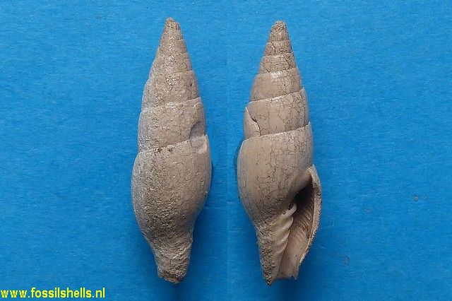 Mitra ebenus pyramidella