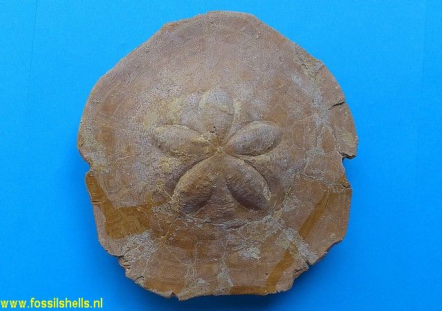 Clypeaster marginatus