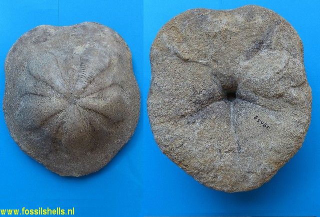 Clypeaster aegypticus