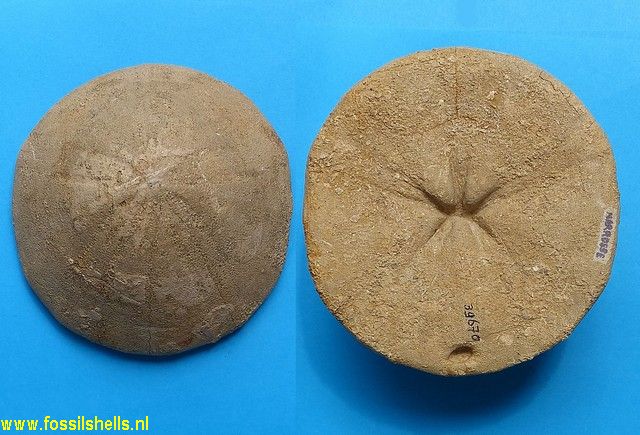 Echinolampas hemisphaerica