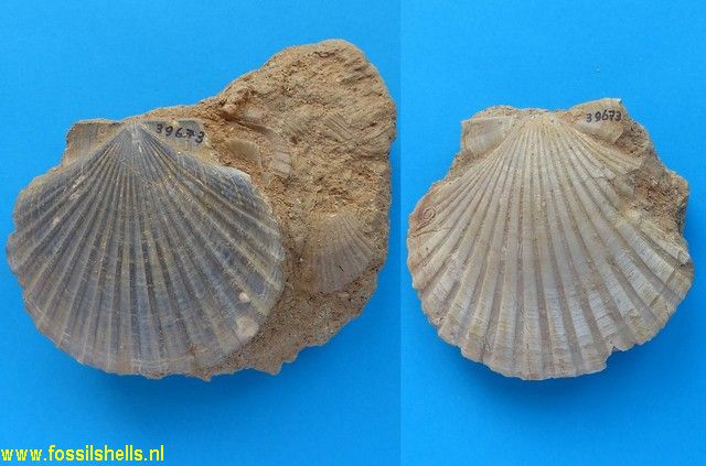 Pecten tournali syrticus