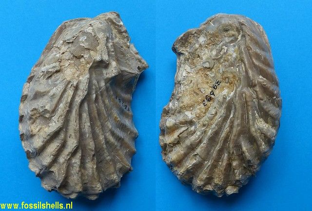 Lopha travisama
