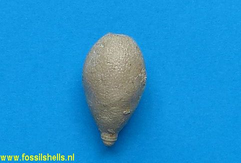 Pseudocidaris mammosa