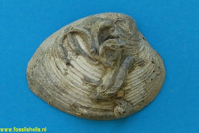 Serpulorbis on Dosinia multilamella