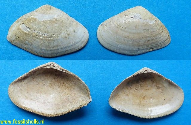 Donax addolii