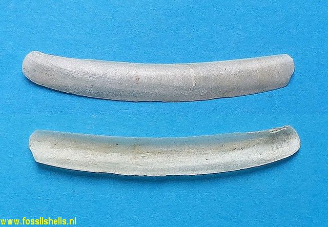 Ensis ensis