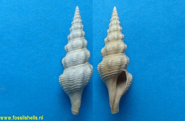 Stenodrillia bellardii