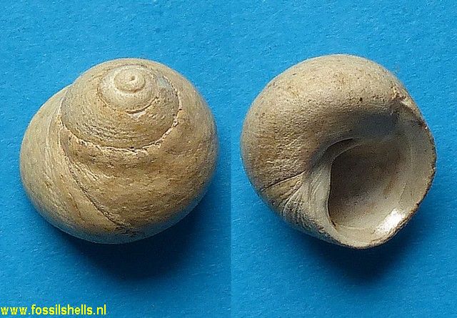 Gibbula brochii