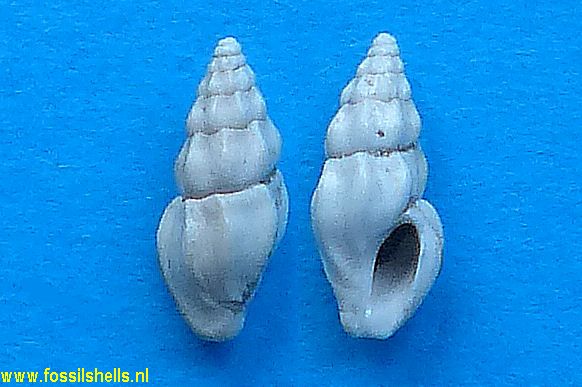 Bela species