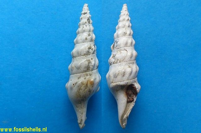 Stenodrillia bellardii