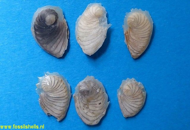 Unidentified Foraminifera