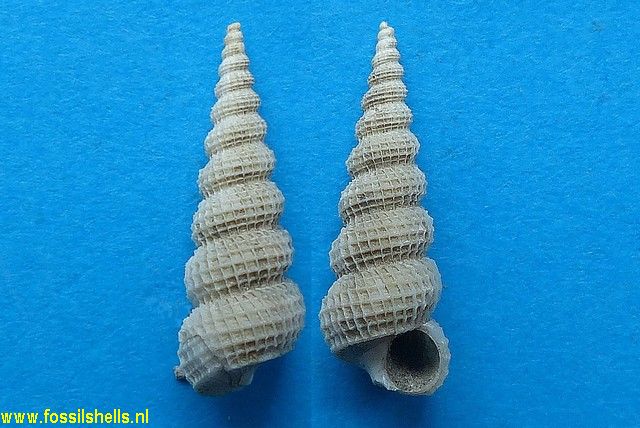Clathroscala cancellata