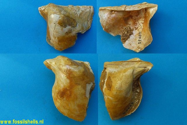 Pinctada phalaenacea