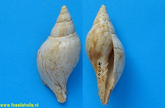 Scaphella tarbelliana
