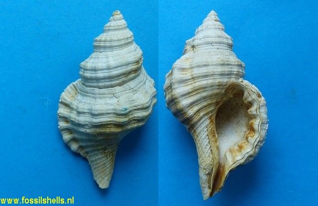 Charonia subcorrugatum