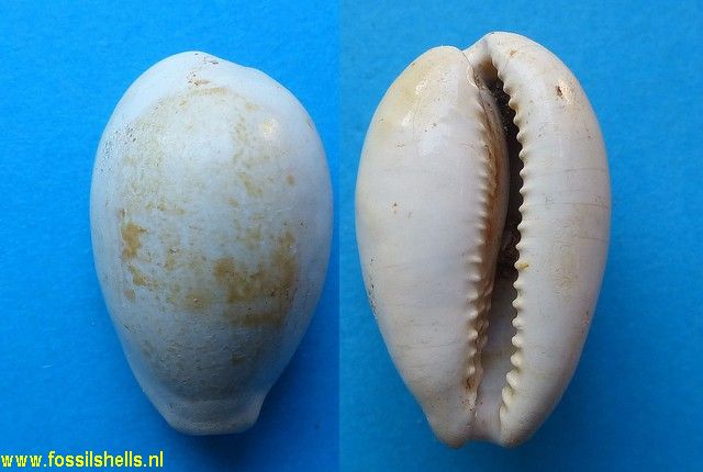 Cypraea peyreirensis