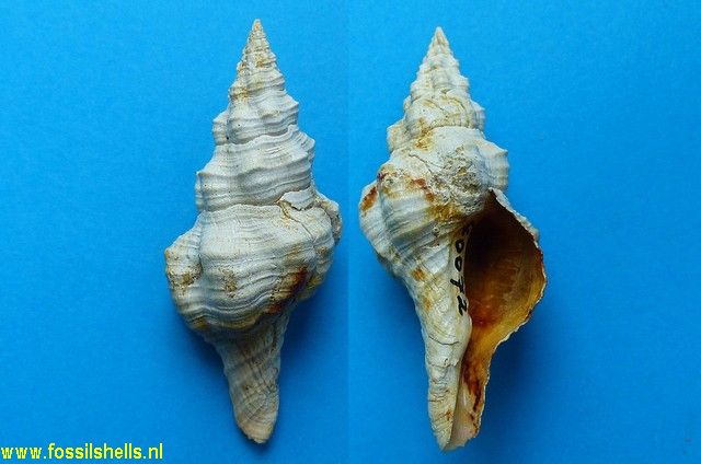 Fasciolaria praecedens