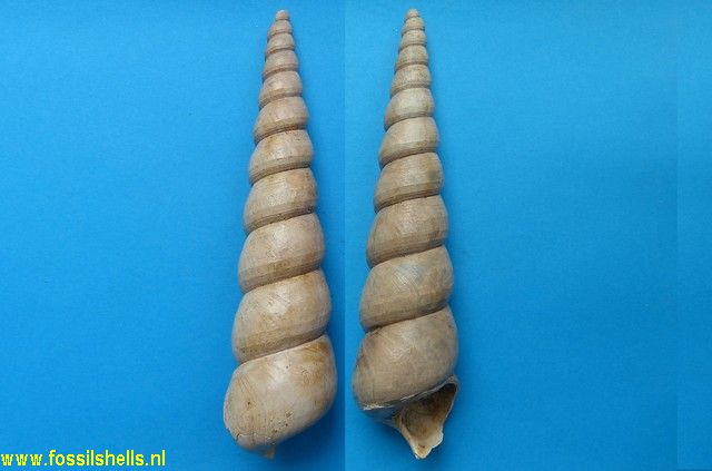Turritella terebralis