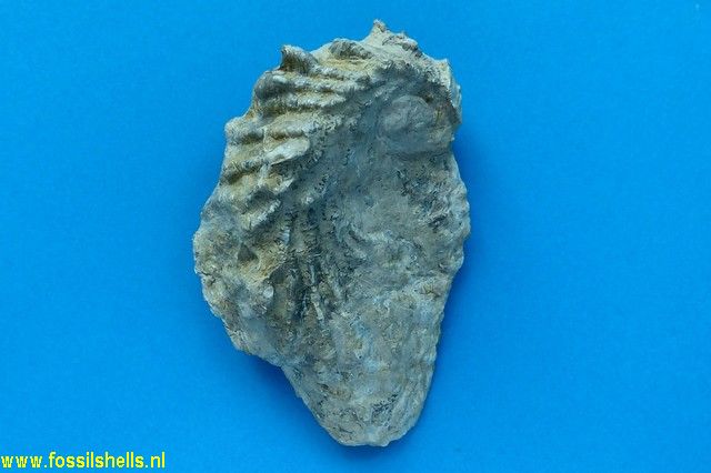 Ostrea species