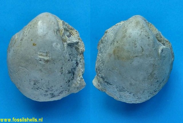 Cardium species