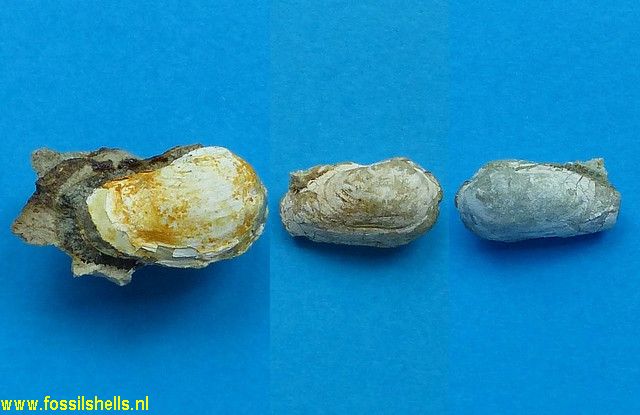 Petricola species