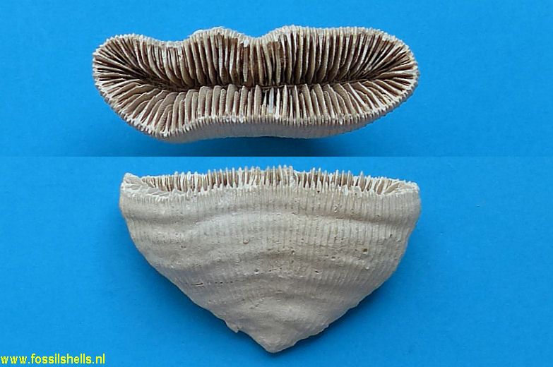 Placocyathus species