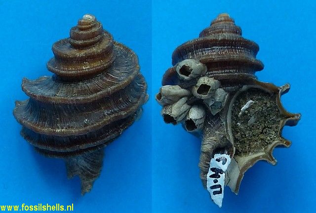 Ecphora quadricostata