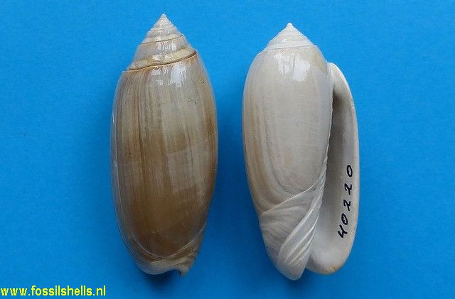 Oliva carolinensis