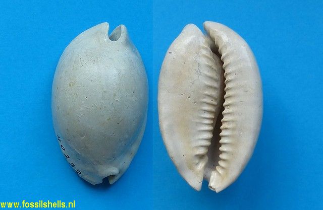 Siphocypraea alligator