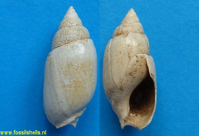 Bulliopsis marylandica