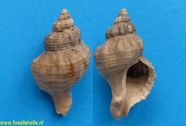 Urosaplpinx subrusticus