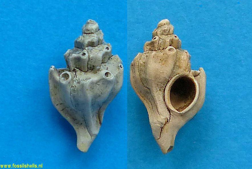 Laevityphis acuticostata