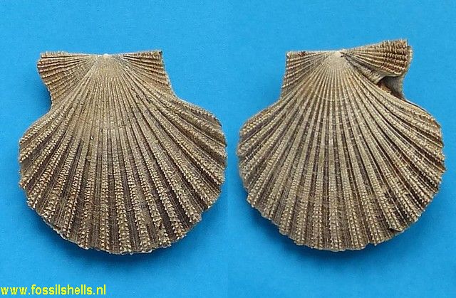 Chesapecten coccymelus