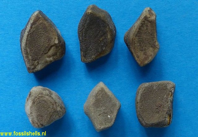 Unidentified Holothuroidea